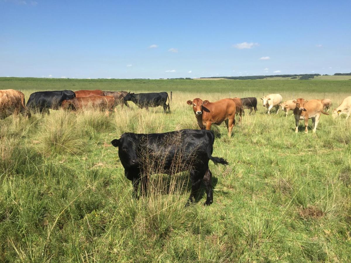 La Vista Farm Stay Ermelo Buitenkant foto