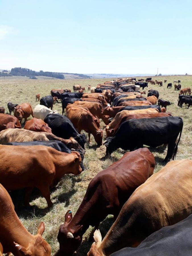 La Vista Farm Stay Ermelo Buitenkant foto