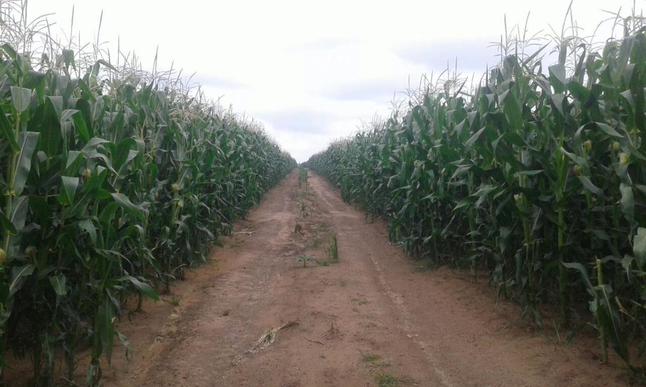 La Vista Farm Stay Ermelo Buitenkant foto