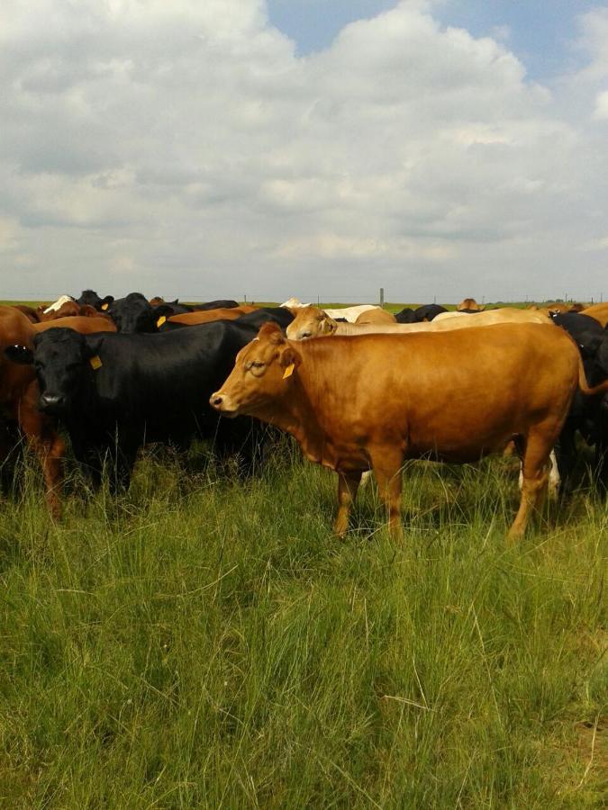 La Vista Farm Stay Ermelo Buitenkant foto